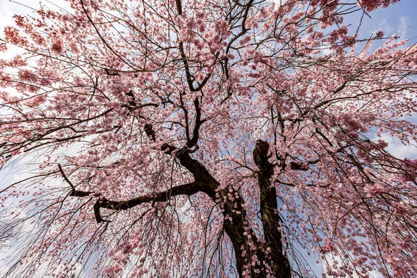 Kyoto: Daigoji Tapınağı 'nın ağlayan kiraz çiçekleri tamamen çiçek açıyor