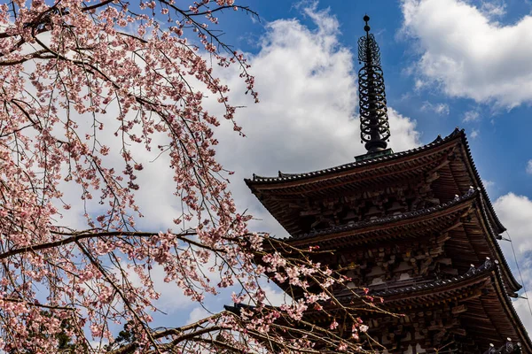 Kyoto: Daigoji Tapınağı 'nın ağlayan kiraz çiçekleri tamamen çiçek açıyor