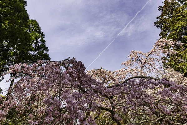 Kyoto: Daigoji Tapınağı 'nın ağlayan kiraz çiçekleri tamamen çiçek açıyor