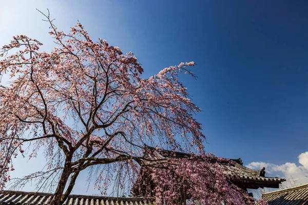 Kyoto: Daigoji Tapınağı 'nın ağlayan kiraz çiçekleri tamamen çiçek açıyor