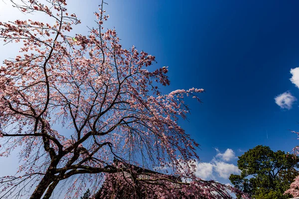 Kyoto: Daigoji Tapınağı 'nın ağlayan kiraz çiçekleri tamamen çiçek açıyor