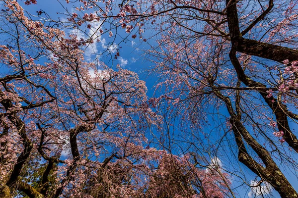 Kyoto: Daigoji Tapınağı 'nın ağlayan kiraz çiçekleri tamamen çiçek açıyor