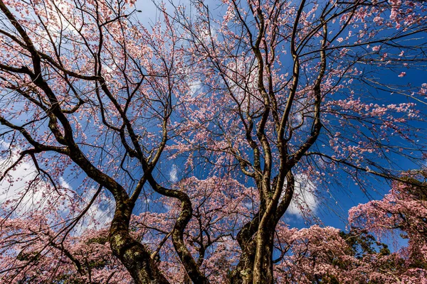 Kyoto: Daigoji Tapınağı 'nın ağlayan kiraz çiçekleri tamamen çiçek açıyor