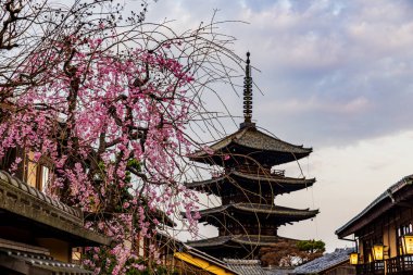 Kyoto: Beş katlı tapınak ve kiraz çiçekleri