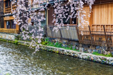 Kyoto: Bahar kiraz çiçekleri ve eski kasaba manzarası