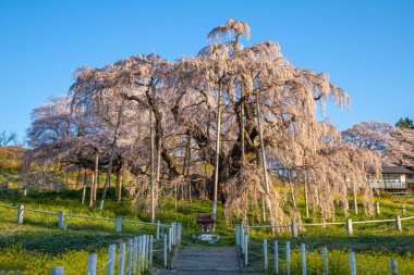 Miharu Town, Fukushima 'da kiraz çiçeği manzarası
