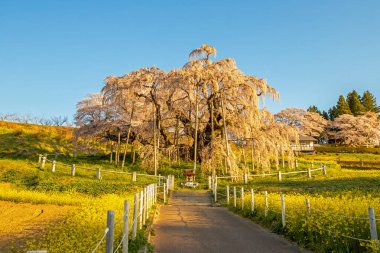 Miharu Town, Fukushima 'da kiraz çiçeği manzarası