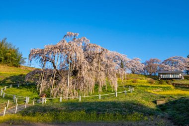 Miharu Town, Fukushima 'da kiraz çiçeği manzarası