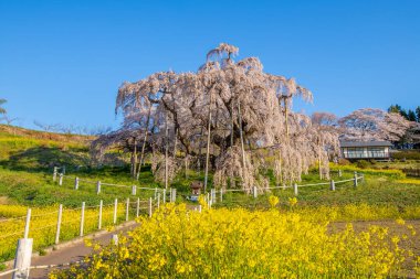 Miharu Town, Fukushima 'da kiraz çiçeği manzarası