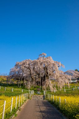 Miharu Town, Fukushima 'da kiraz çiçeği manzarası