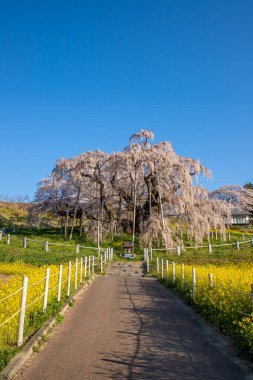 Miharu Town, Fukushima 'da kiraz çiçeği manzarası
