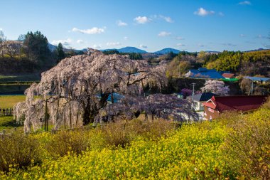Miharu Town, Fukushima 'da kiraz çiçeği manzarası