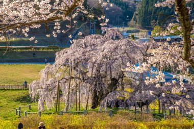 Miharu Town, Fukushima 'da kiraz çiçeği manzarası