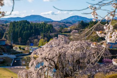 Miharu Town, Fukushima 'da kiraz çiçeği manzarası