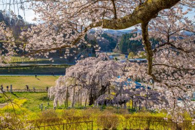 Miharu Town, Fukushima 'da kiraz çiçeği manzarası