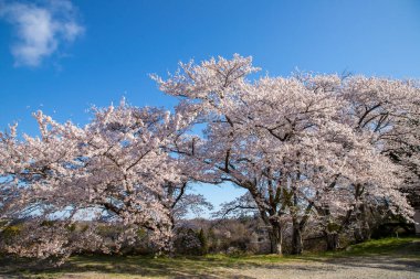 Miharu Town, Fukushima 'da kiraz çiçeği manzarası