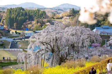Miharu Town, Fukushima 'da kiraz çiçeği manzarası