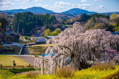 Miharu Town, Fukushima 'da kiraz çiçeği manzarası