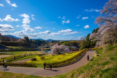 Miharu Town, Fukushima 'da kiraz çiçeği manzarası