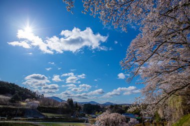 Miharu Town, Fukushima 'da kiraz çiçeği manzarası