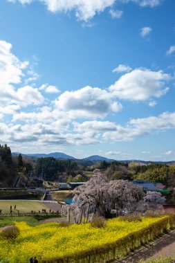 Miharu Town, Fukushima 'da kiraz çiçeği manzarası
