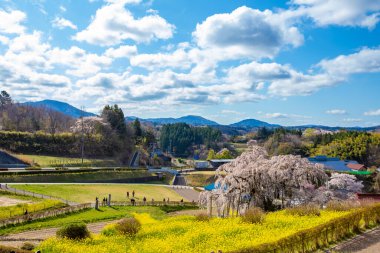 Miharu Town, Fukushima 'da kiraz çiçeği manzarası