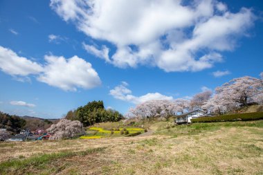 Miharu Town, Fukushima 'da kiraz çiçeği manzarası