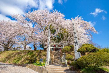 Miharu Town, Fukushima 'da kiraz çiçeği manzarası