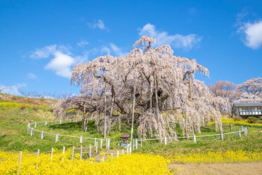 Miharu Town, Fukushima 'da kiraz çiçeği manzarası
