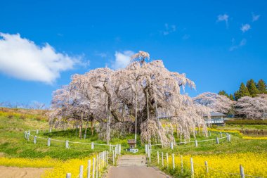 Miharu Town, Fukushima 'da kiraz çiçeği manzarası