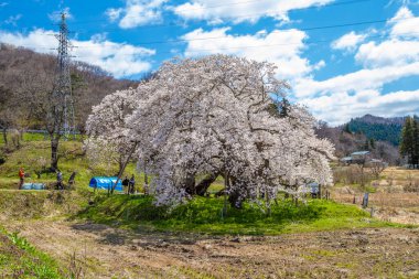 Fukushima Bölgesi 'nde kiraz çiçekleri açan Ishibe kirazı manzarası.
