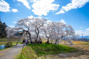 Fukushima Bölgesi 'nde kiraz çiçekleri açan Ishibe kirazı manzarası.