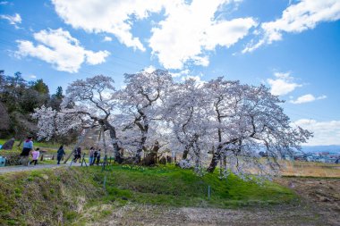 Fukushima Bölgesi 'nde kiraz çiçekleri açan Ishibe kirazı manzarası.
