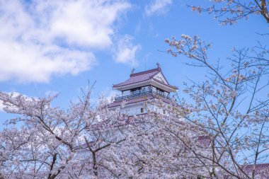 Tsuruga Kalesi, Fukushima Bölgesi Kiraz Çiçeği Manzarası