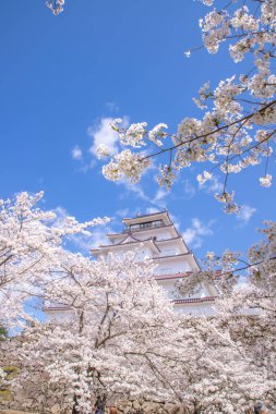 Tsuruga Kalesi, Fukushima Bölgesi Kiraz Çiçeği Manzarası