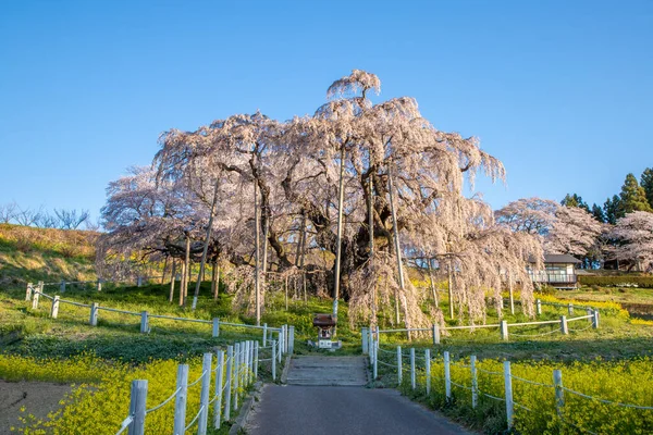 Miharu Town, Fukushima 'da kiraz çiçeği manzarası