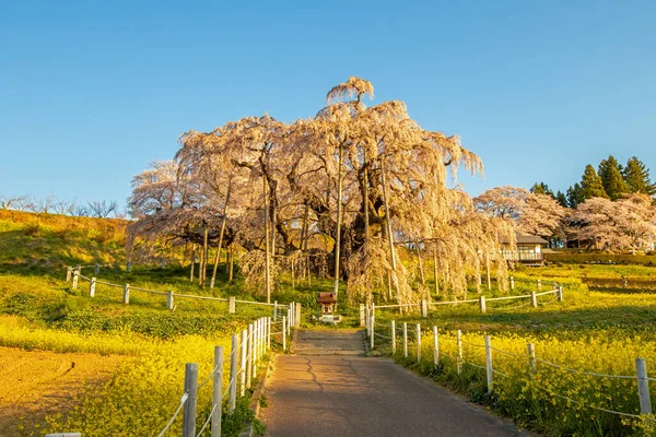 Miharu Town, Fukushima 'da kiraz çiçeği manzarası