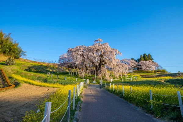 Miharu Town, Fukushima 'da kiraz çiçeği manzarası