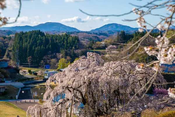 Miharu Town, Fukushima 'da kiraz çiçeği manzarası