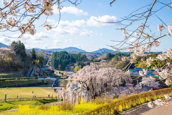 Miharu Town, Fukushima 'da kiraz çiçeği manzarası