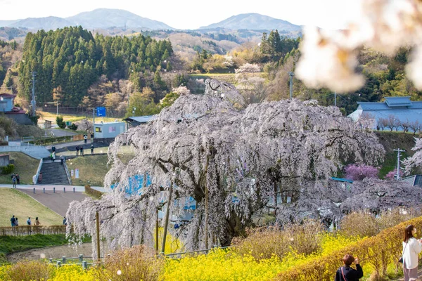Miharu Town, Fukushima 'da kiraz çiçeği manzarası