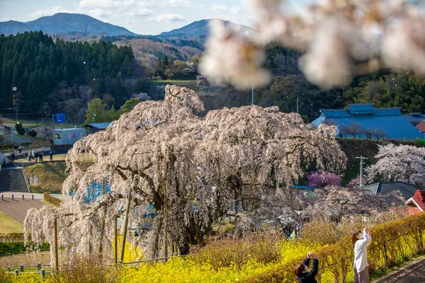 Miharu Town, Fukushima 'da kiraz çiçeği manzarası