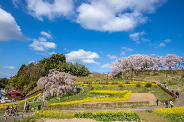 Miharu Town, Fukushima 'da kiraz çiçeği manzarası