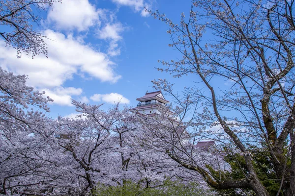Tsuruga Kalesi, Fukushima Bölgesi Kiraz Çiçeği Manzarası