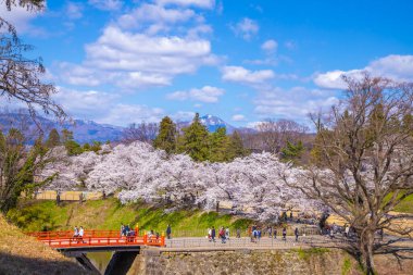 Tsuruga Kalesi, Fukushima Bölgesi Kiraz Çiçeği Manzarası