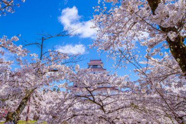 Tsuruga Kalesi, Fukushima Bölgesi Kiraz Çiçeği Manzarası