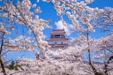Tsuruga Kalesi, Fukushima Bölgesi Kiraz Çiçeği Manzarası