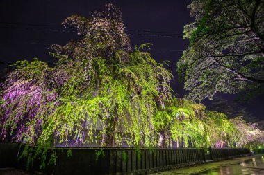 Kakunodate Samuray Konutları Aydınlanmış Ağlayan kiraz çiçekleri