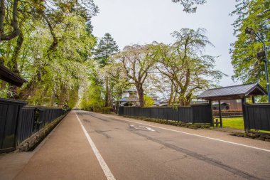 Akita Bölgesindeki Kakunodate Samuray Konutları Kiraz Çiçeği Manzarası