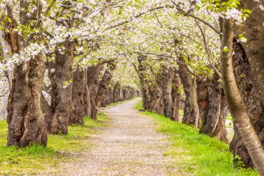 Akita, Kakunodate 'de kiraz ağaçları çiçek açar.